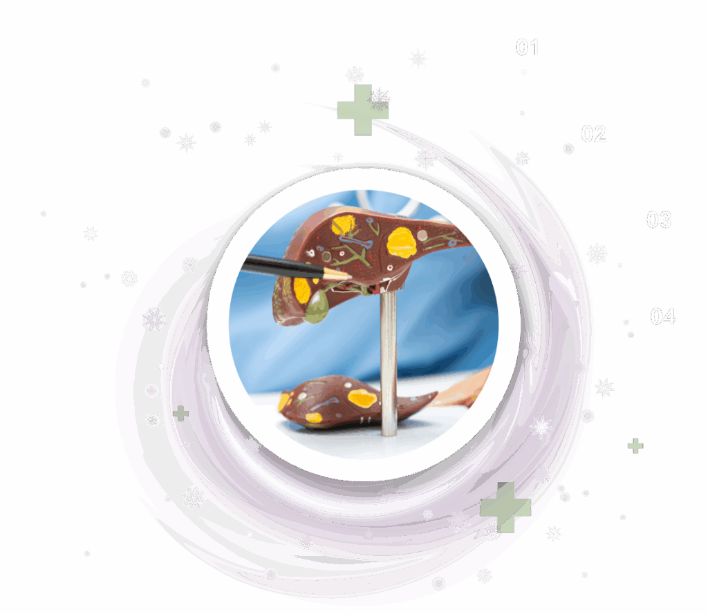 Liver health evaluation through preventative ultrasound screening - Ultraview Imaging Liver model used to explain preventative ultrasound screening