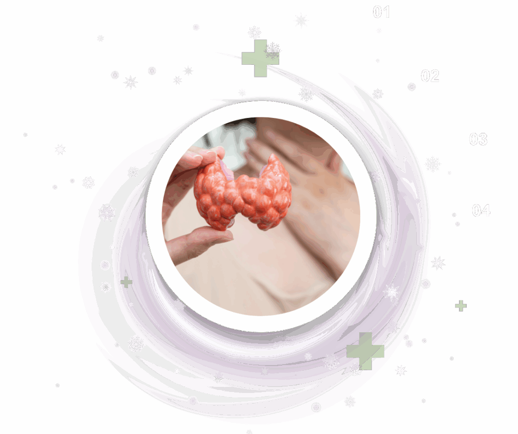 Ultrasound for thyroid nodules and preventative health checks - Ultraview Imaging Thyroid model used in preventative ultrasound screening